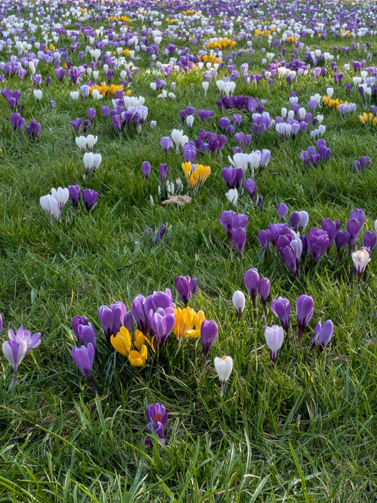 BYC Blog | Spring Equinox: A Fresh Start for Your Energy, Space, and Self-Care